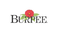 burpee